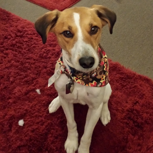 Meet your Posher, Buddy - Picture 1 of 1